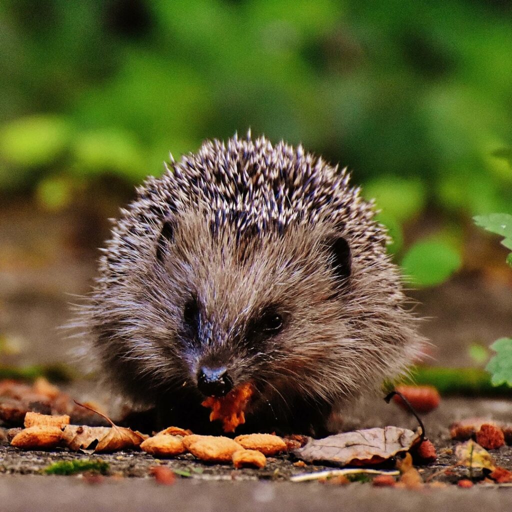 A Hedgehog