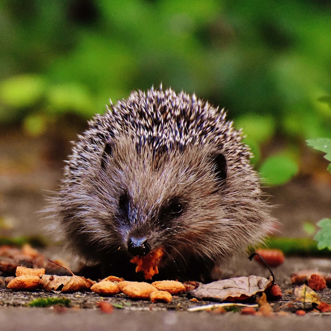 A Hedgehog